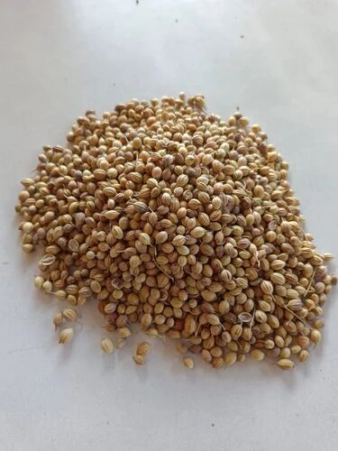 Hybrid Coriander Seed, Color : Brown