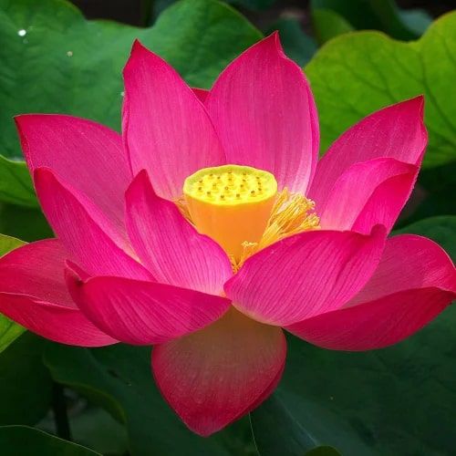 Fresh Pink Lotus