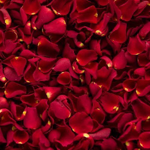 Red Rose Petals, Feature : Eco Friendly, Natural Fragrance, Non Artificial