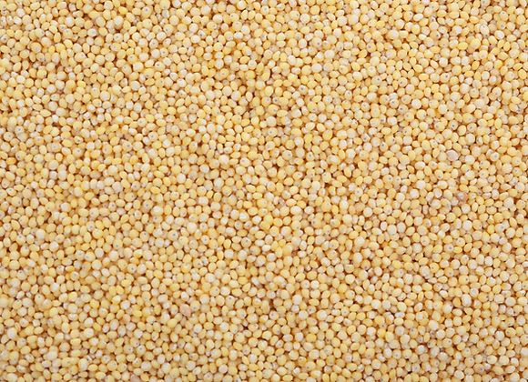 Yellow Organic Browntop Millet Seeds, For Cooking, Cattle Feed, Packaging Type : Gunny Bag