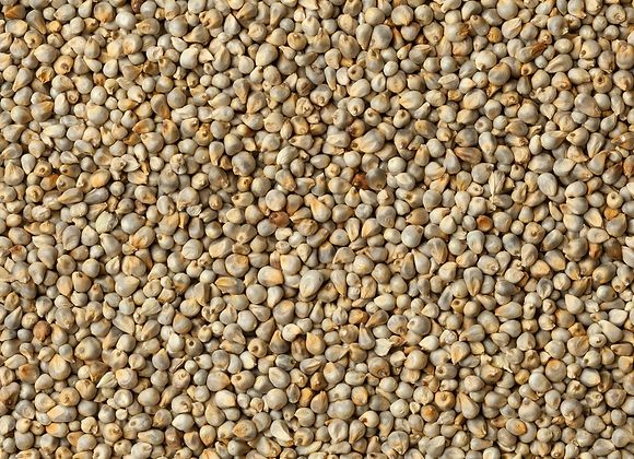 Natural Kodo Millet Seeds, For Cooking, Packaging Type : Plastic Bag