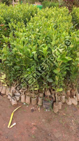 Natural Assam Lemon Plant, Color : Green