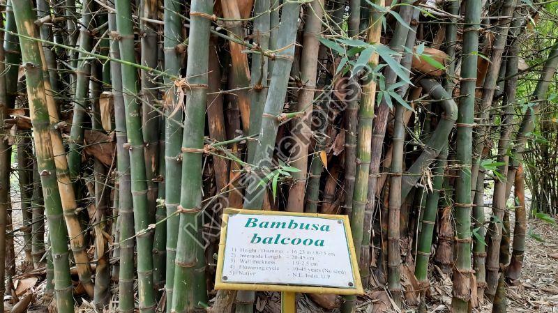 Bambusa Balcooa Plant, for Farming, Length : 0-10ft