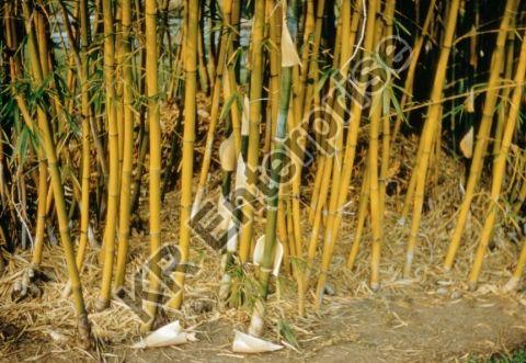 Bambusa Tulda Plant, for Farming, Length : 0-10ft