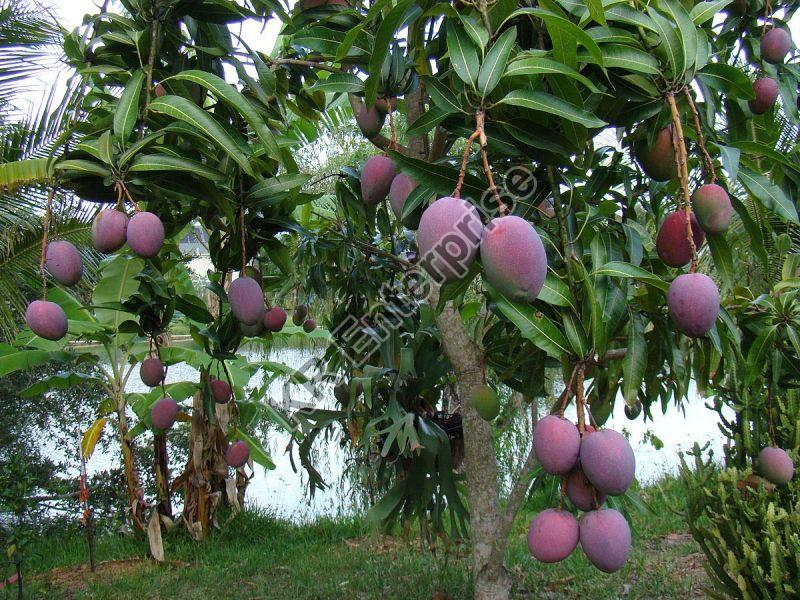 Grafted Black Mango Plant, Size : Small