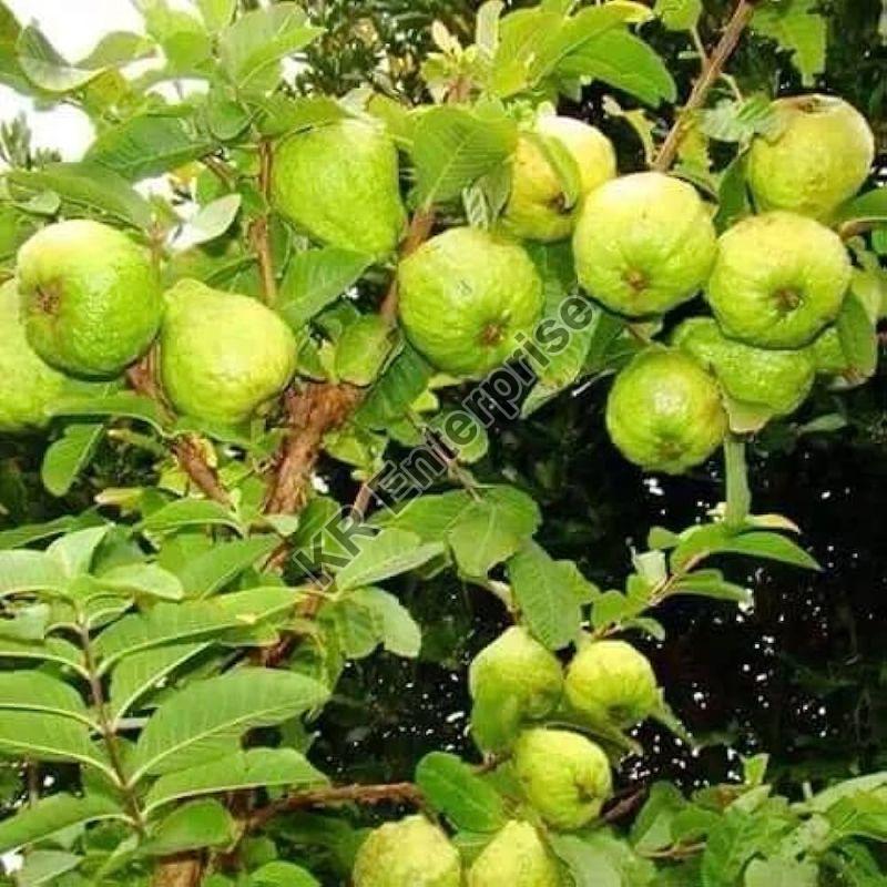 Natural Grafted Green Guava Plant