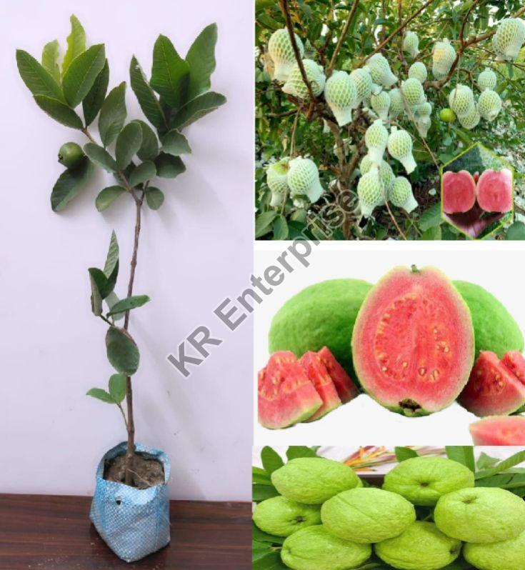 Grafted Red Guava Plant, Color : Green