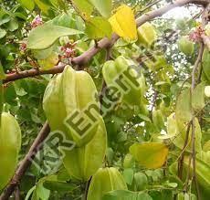 Star Fruit Plant, for Outdoor, Size : 1 to 5 Feet