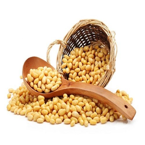 Common Soybean