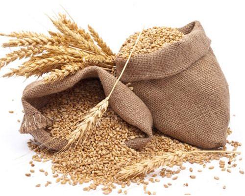 Common Wheat Grains, for Cooking, Feature : Natural Test, Good For Health