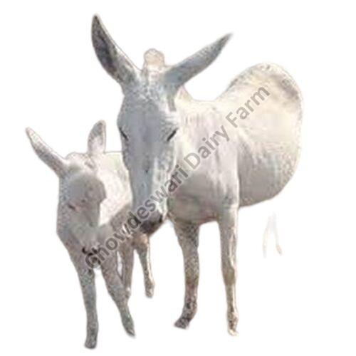 Live Halari Donkey