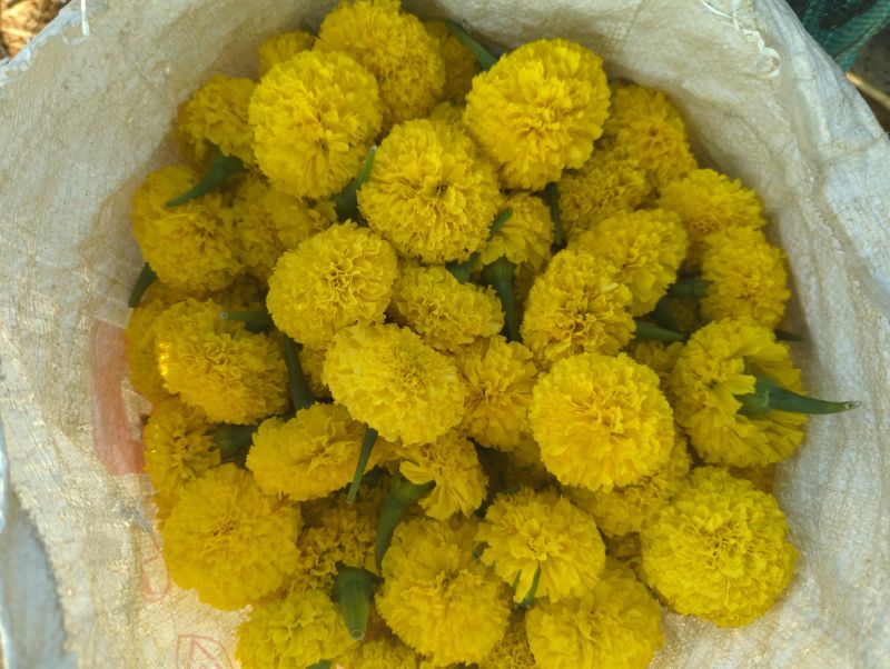 Common marigold flowers, Style : Natural