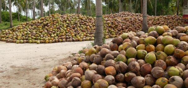 Soft Organic coconut, for Pooja, Medicines, Cosmetics, Cooking, State Of Origin : Tamil Nadu