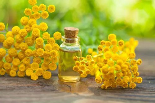 Tansy Essential Oil, for Skin Care, Packaging Type : Bottle