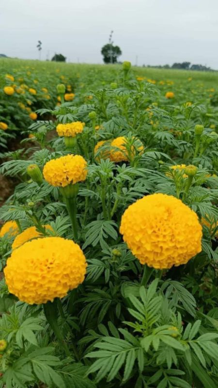 Natural marigold flowers, Style : Fresh