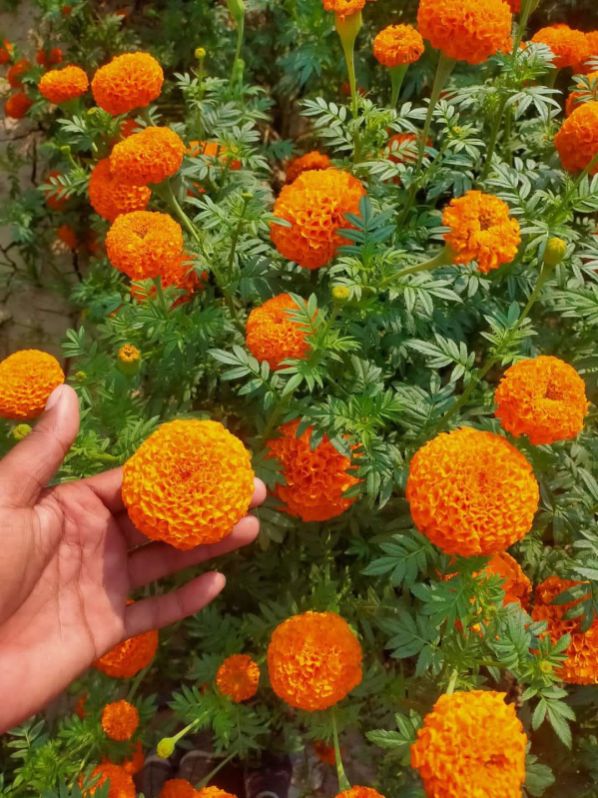 Natural fresh marigold flower, Shelf Life : 10 day