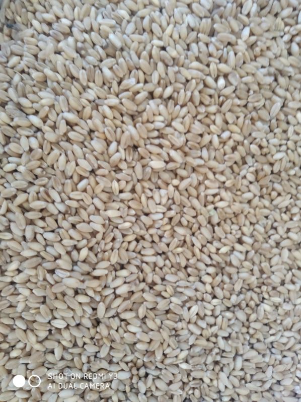 Organic wheat grain, Shelf Life : 2yrs