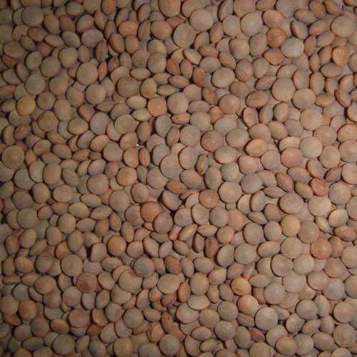 Common Black Masoor Dal, for Cooking