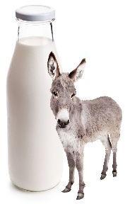 Fresh Donkey Milk, Packaging Type : Plastic Can
