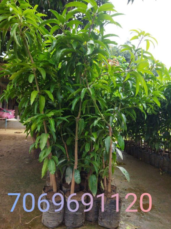 Mango plants, Size : 5