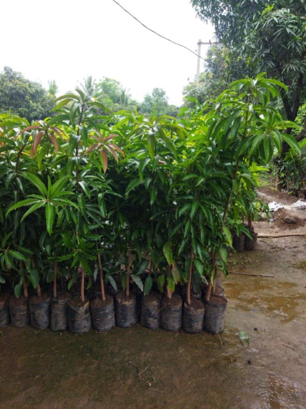 Green Mango Tree Plants