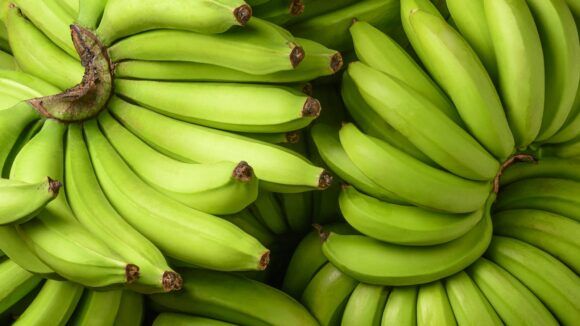 Common Green Banana, for Human Consumption, Cooking