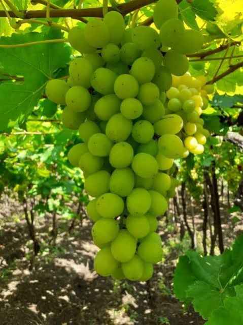 Fresh Thompson Seedless Grapes