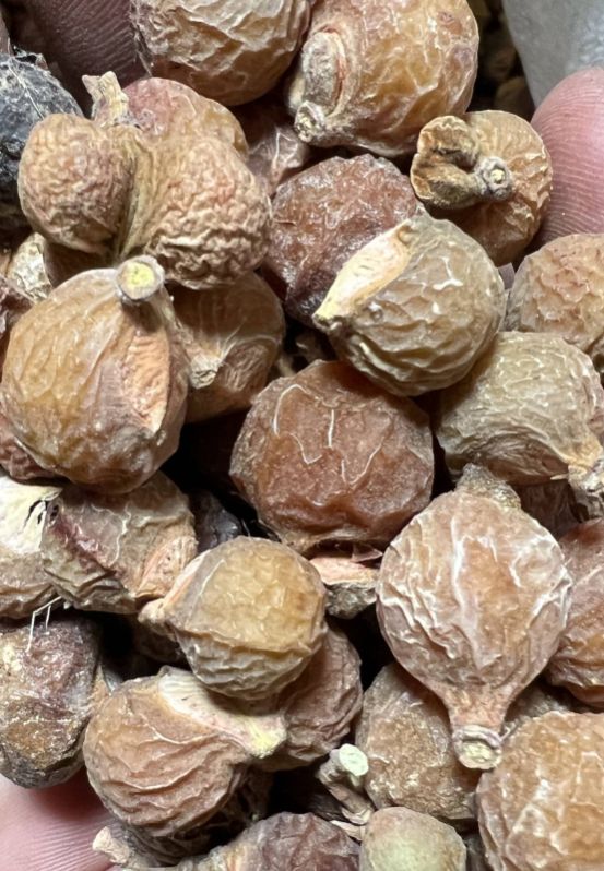 Dried Reetha (Sapindus mukorossi), Purity : 100%