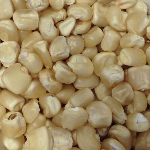 Common White Maize Seeds, Shelf Life : 6 Month