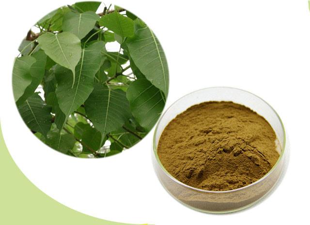 Right Export Fig Leaves Powder, Packaging Type : Plastic Packet