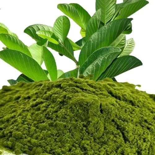 Right Export Guava Leaves Powder, For Used To Make Medicines