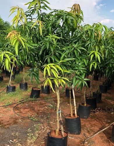 Green Natural Badami Mango Plant, Size : Medium, Large