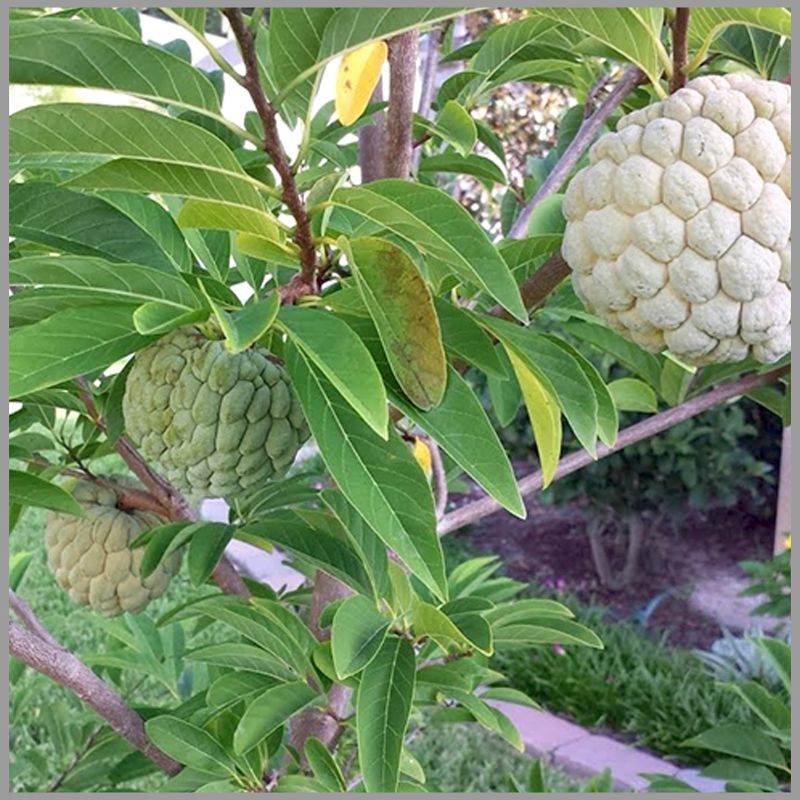 Custard Apple Plant