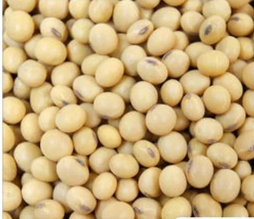 Nature soybean seeds, for Cooking, Human Consumption, Packaging Type : Plastic Bags