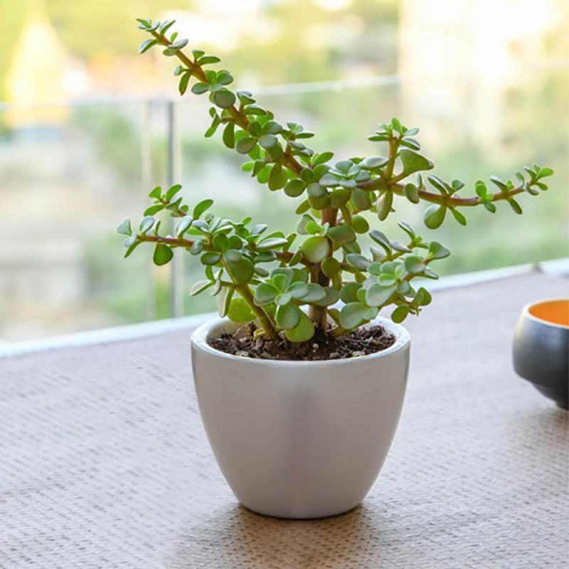 Jade Plants, for Decoration, Color : Green