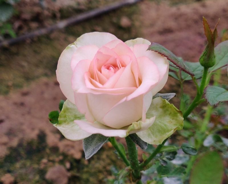 Noblesse Pink Rose Plants