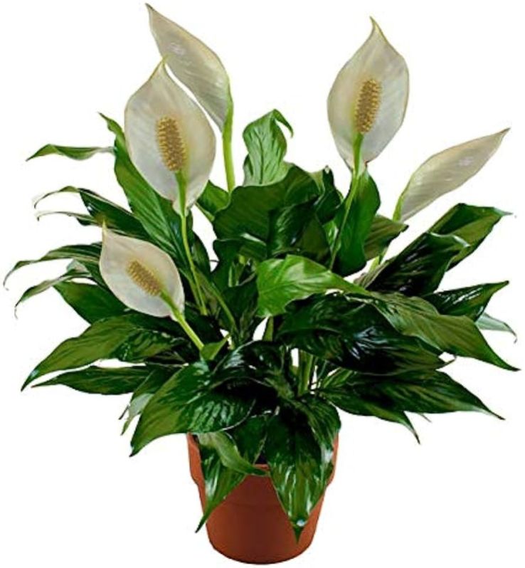 Green Peace Lily Plants, for Decoration