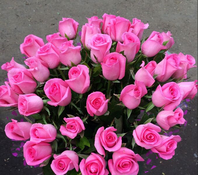 Green Organic Revival Pink Rose Plants, Style : Grafted