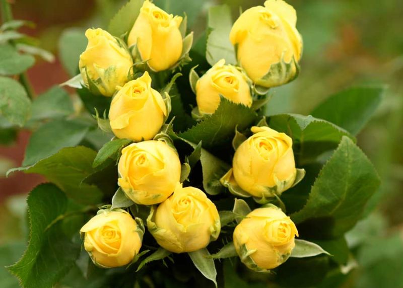 Green Organic Solaire Yellow Rose Plants, Style : Grafted