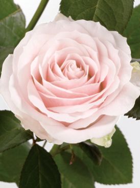 Green Organic Sweet Avalanche Rose Plants, Style : Grafted