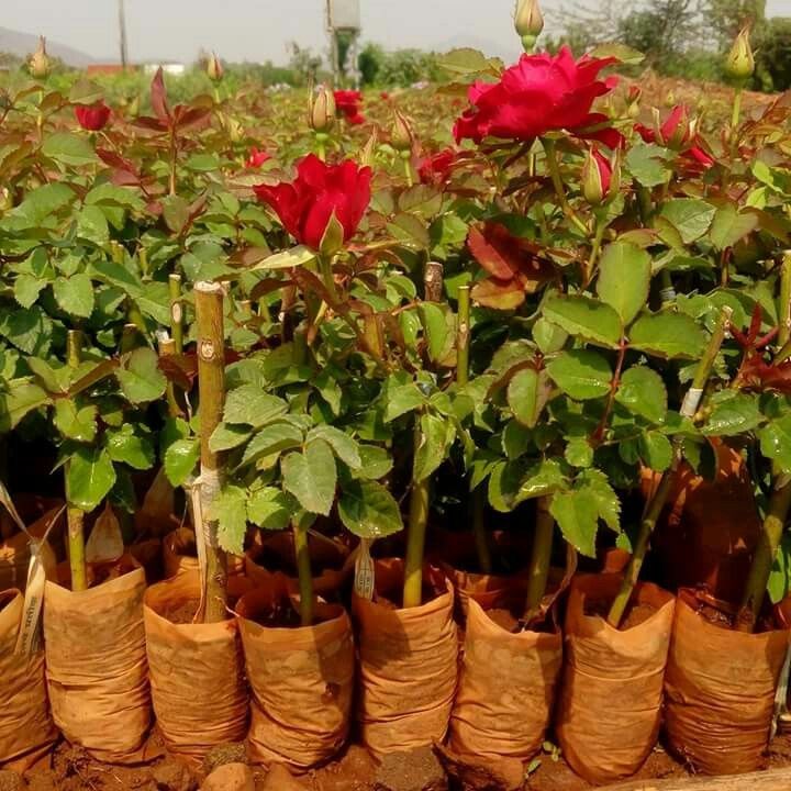 Top Secret Rose Plants