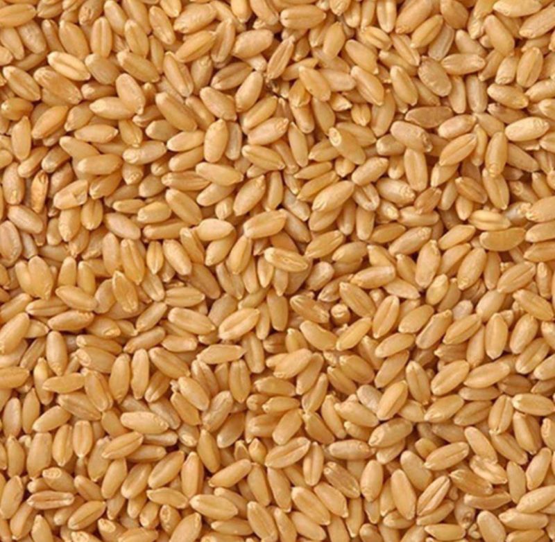 Wheat Lokwan
