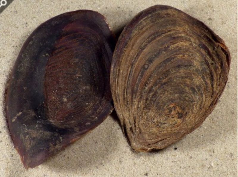 Non Polished Shells Operculum of chicoreus ramosus, for Perfumes