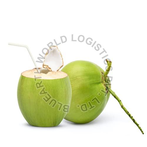 Common Green Coconut, for Medicines, Cosmetics, Cooking, Packaging Type : Jute Bags
