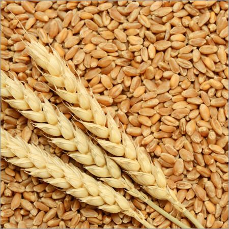 Golden Natural Organic Wheat, for Cooking, Certification : FSSAI