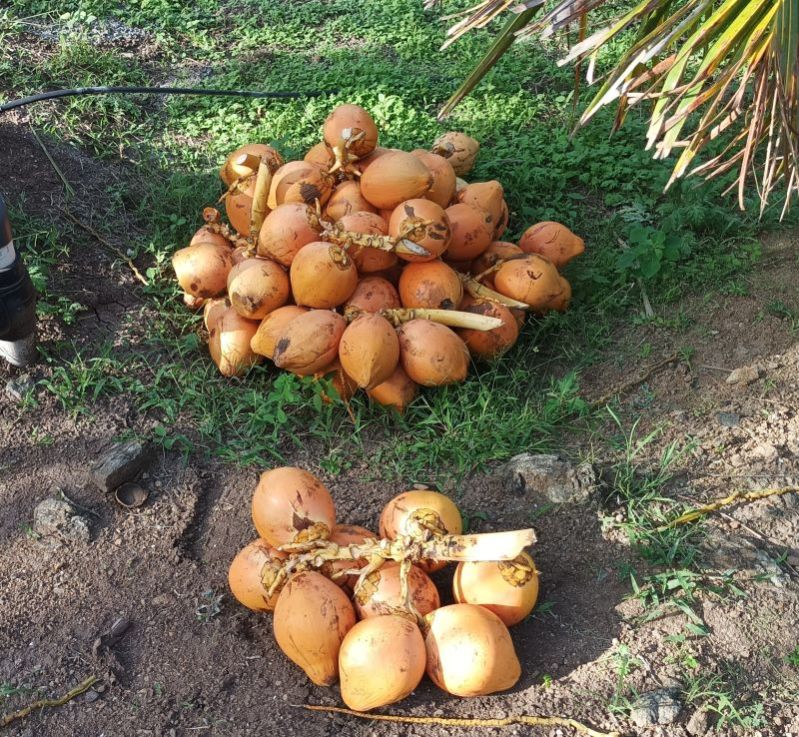 Common Tender coconut orange, for Pooja, Medicines, Cosmetics, Cooking