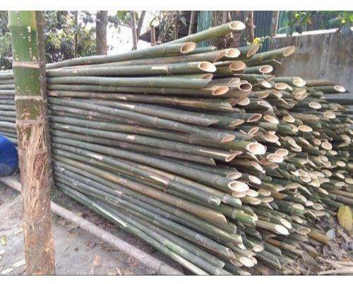 Round 10inch Bamboo Pole, For Camping, Construction, Length : 24 To 30 Feet