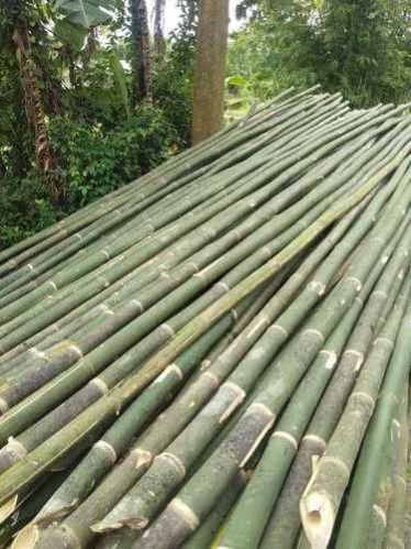 Round 6inch Bamboo Pole, for Camping, Construction, Length : 24 to 30 feet