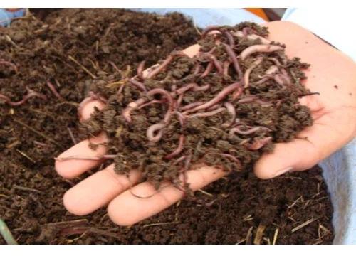 Vermiculture earthworm, Packaging Size : 25Kg