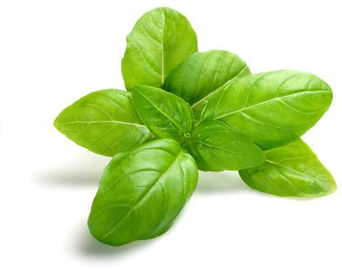 Fresh Basil Leaves